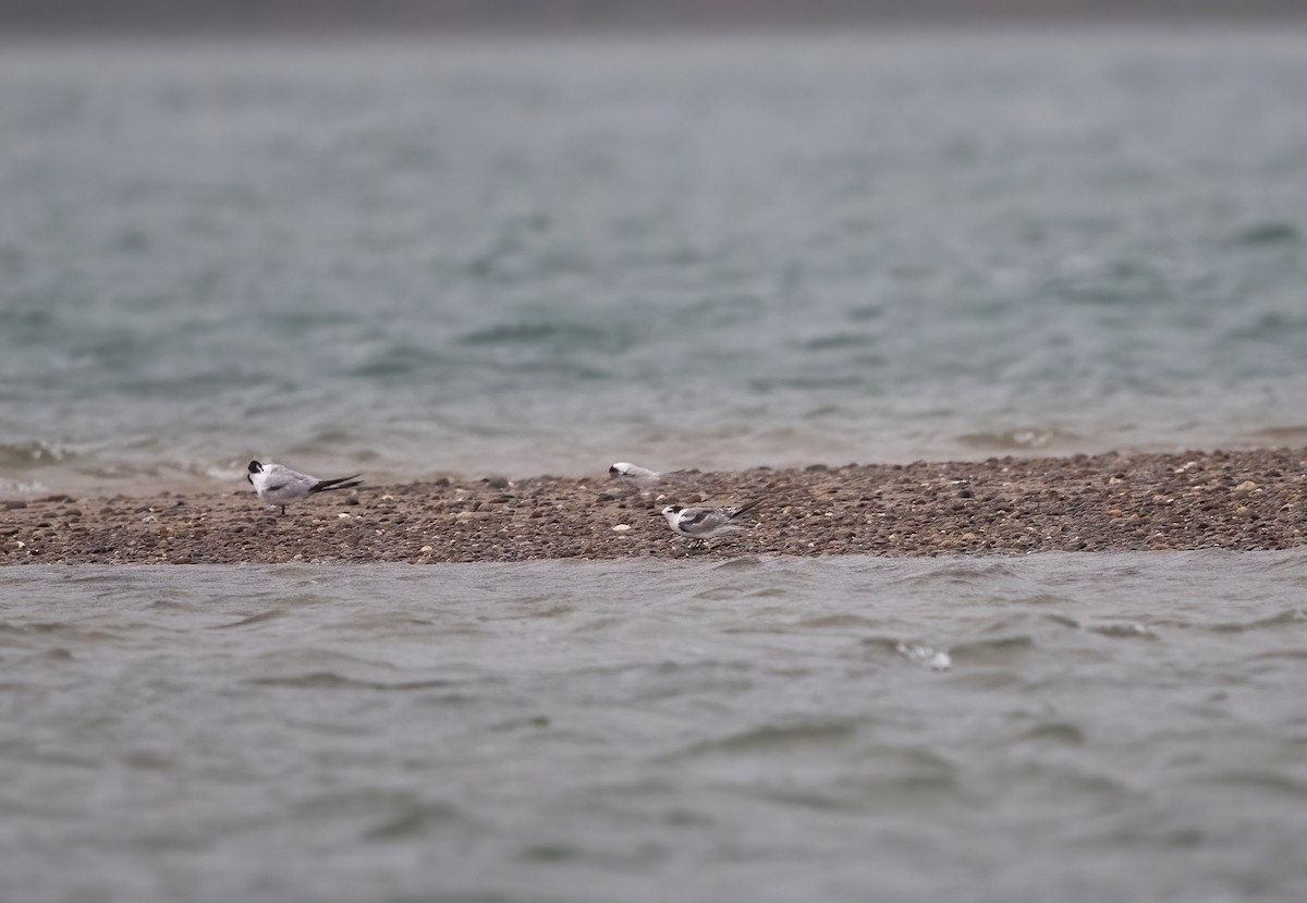 Aleutian Tern - ML646017067