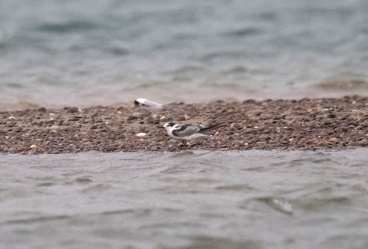 Aleutian Tern - ML646017068