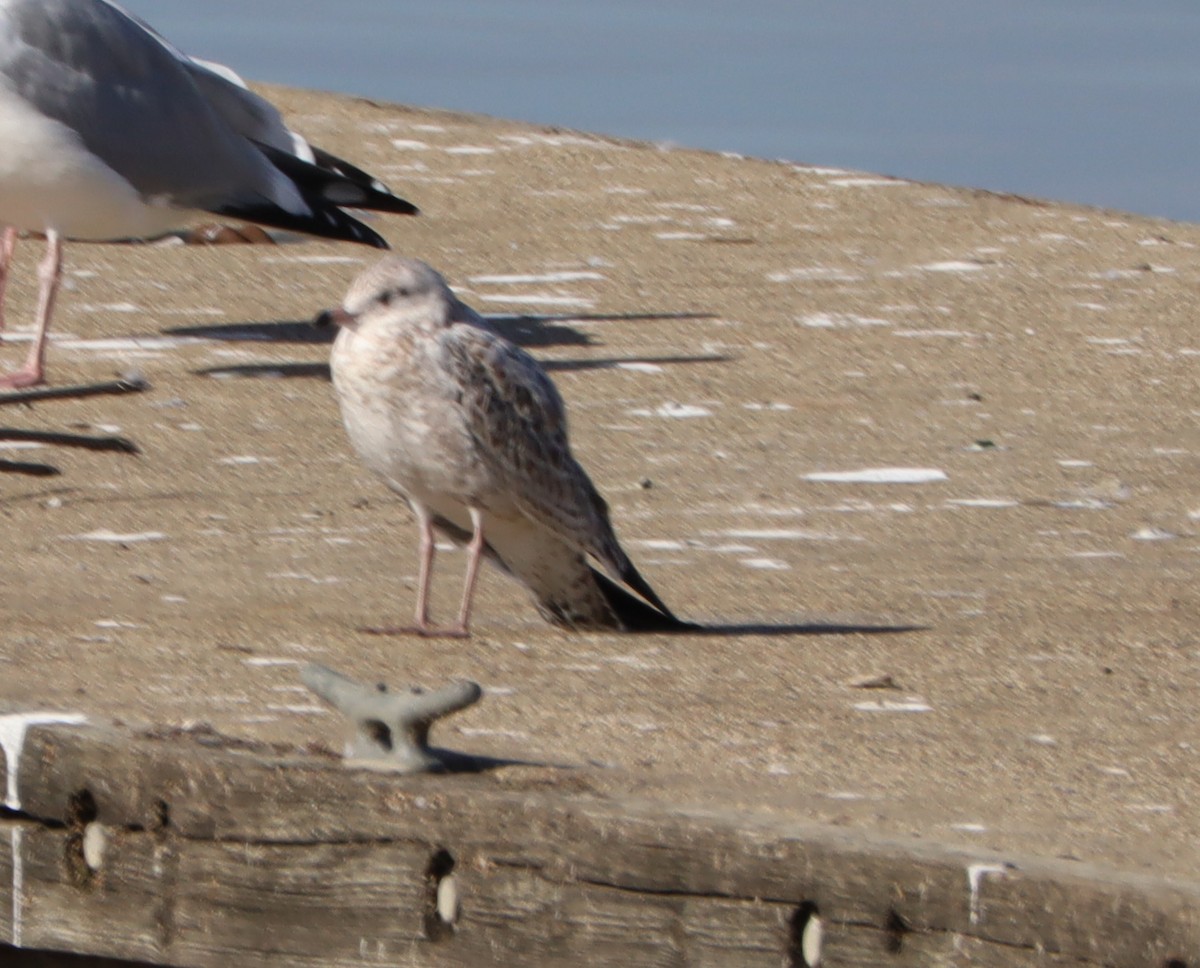 Ring-billed Gull - ML646017071