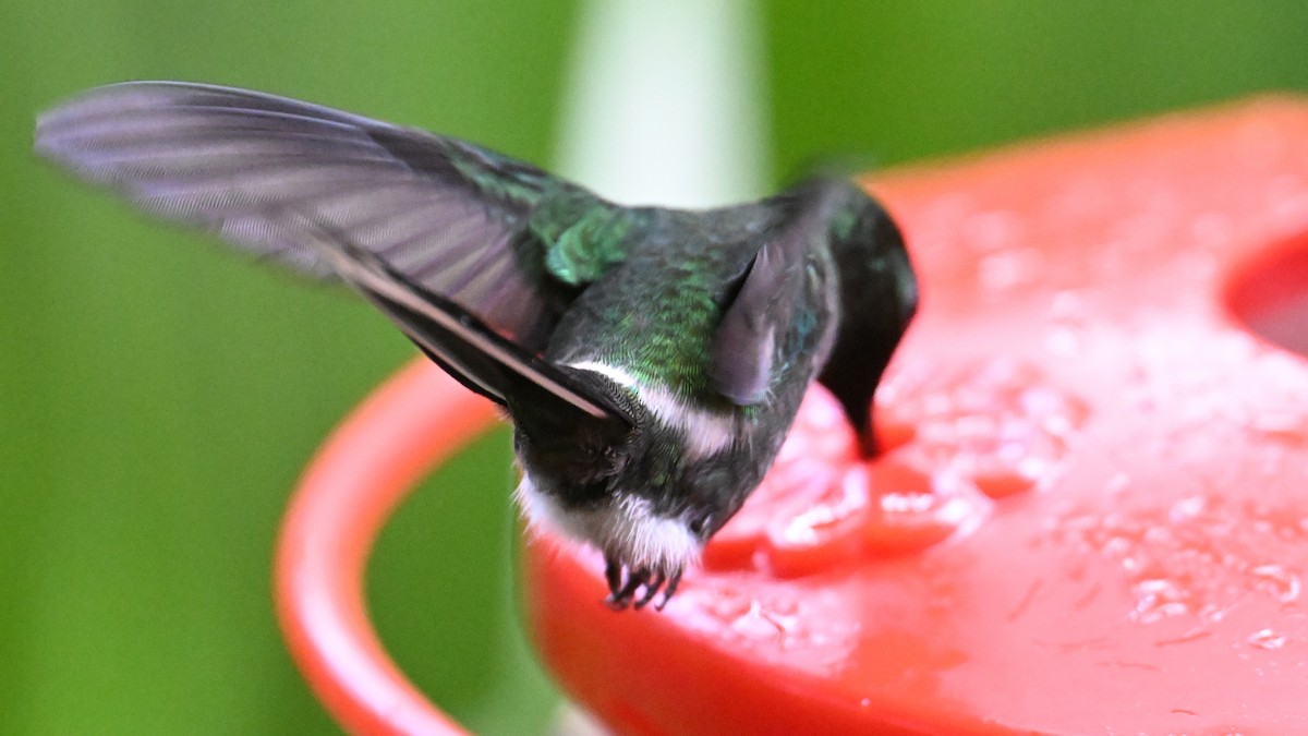 Green Thorntail - ML646017084