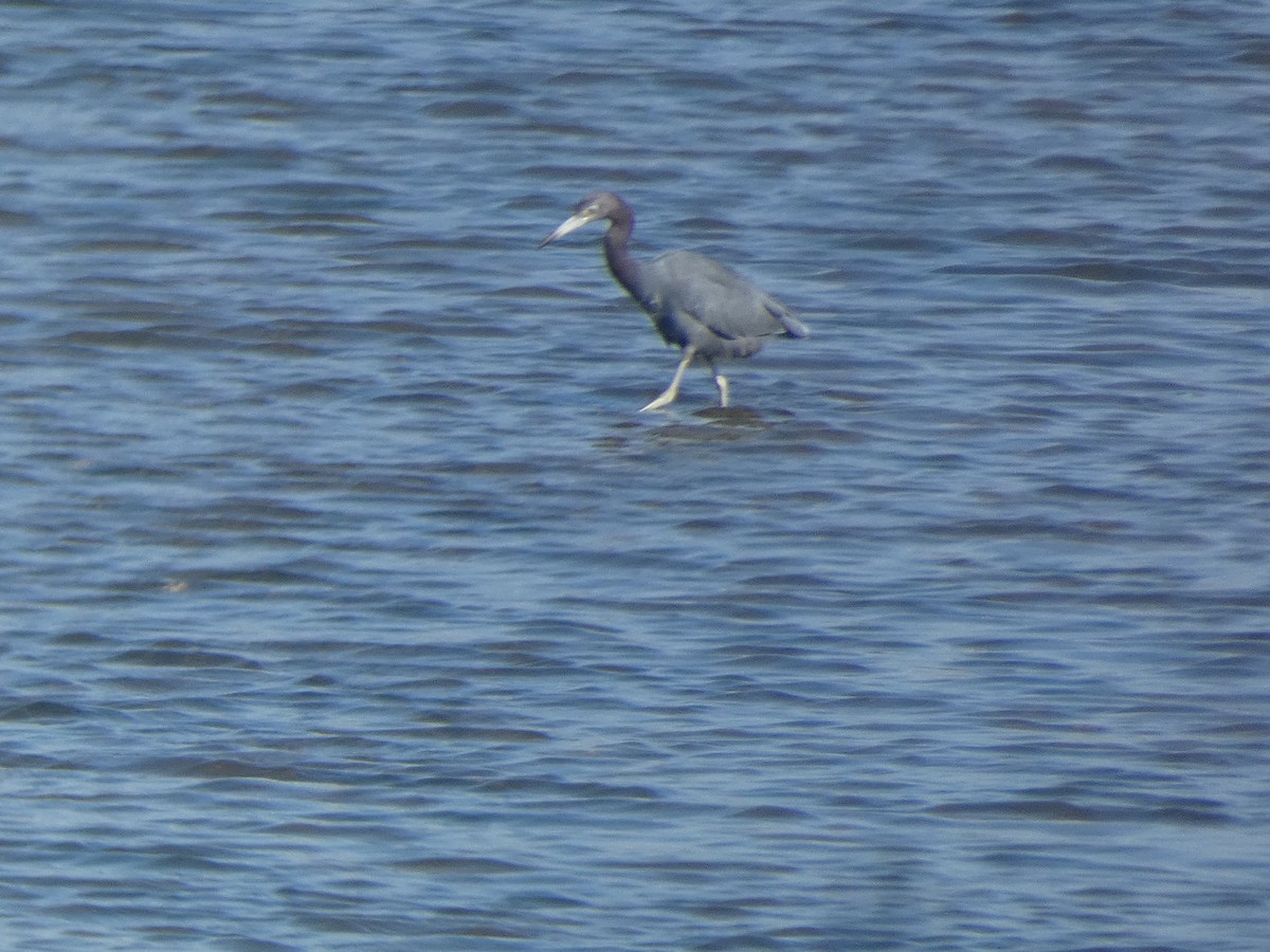 Little Blue Heron - ML646017086