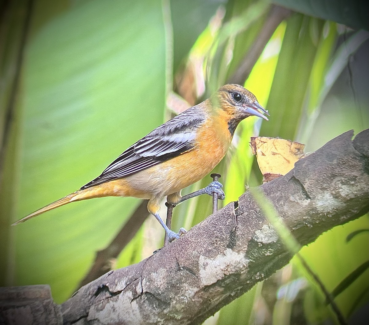 Bullock's/Baltimore Oriole - ML646017096