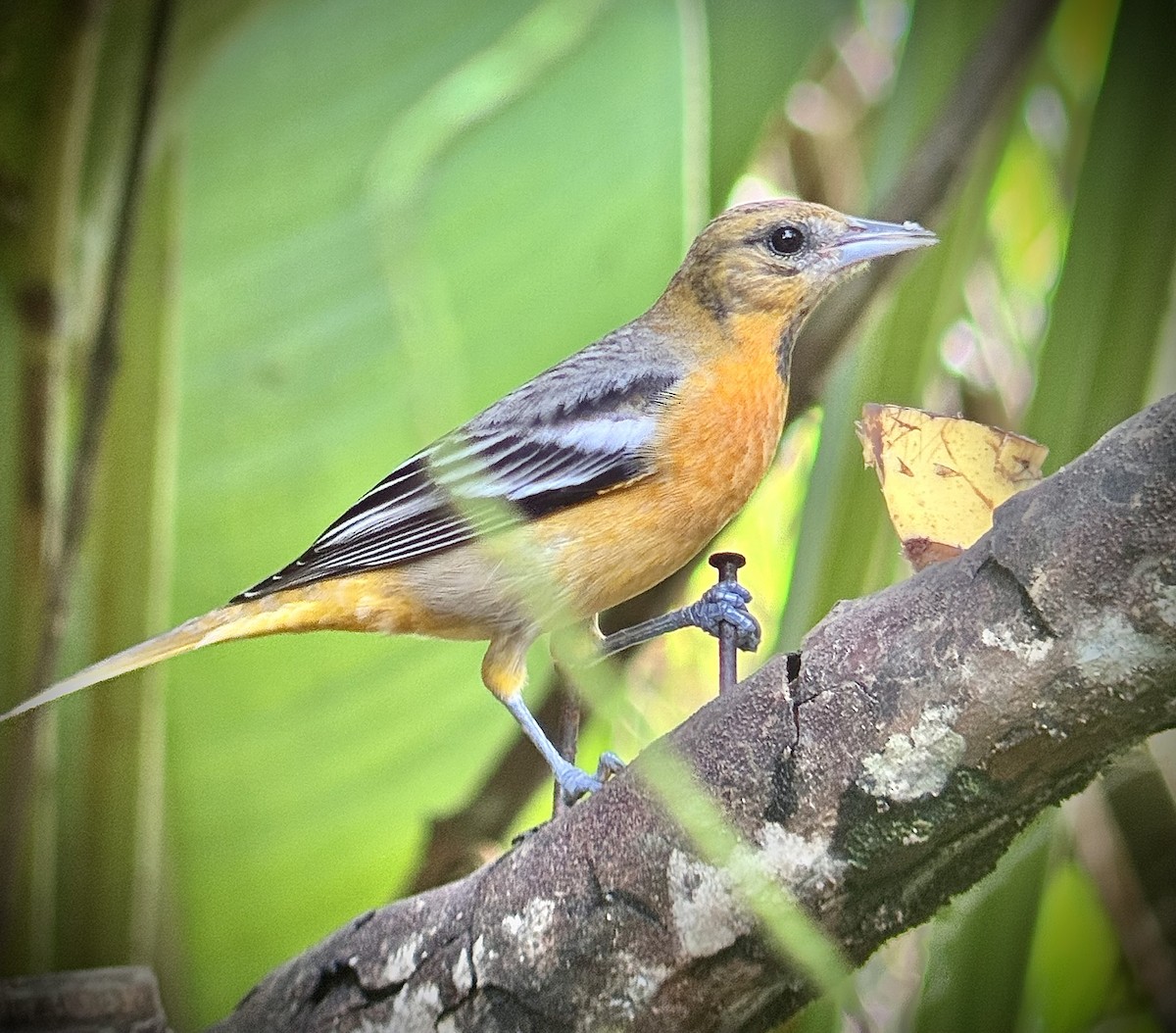 Bullock's/Baltimore Oriole - ML646017097