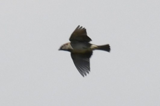 House Sparrow - ML646017098