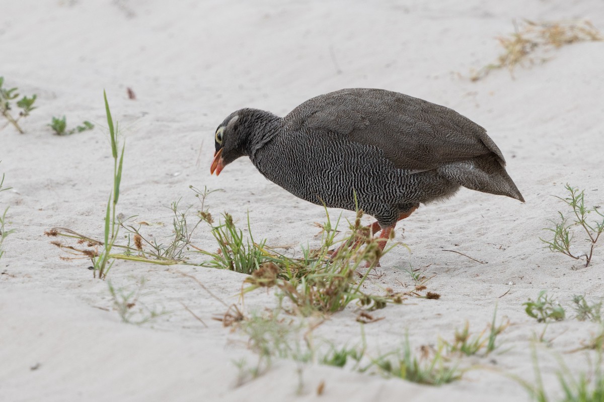 Red-billed Spurfowl - ML646017105
