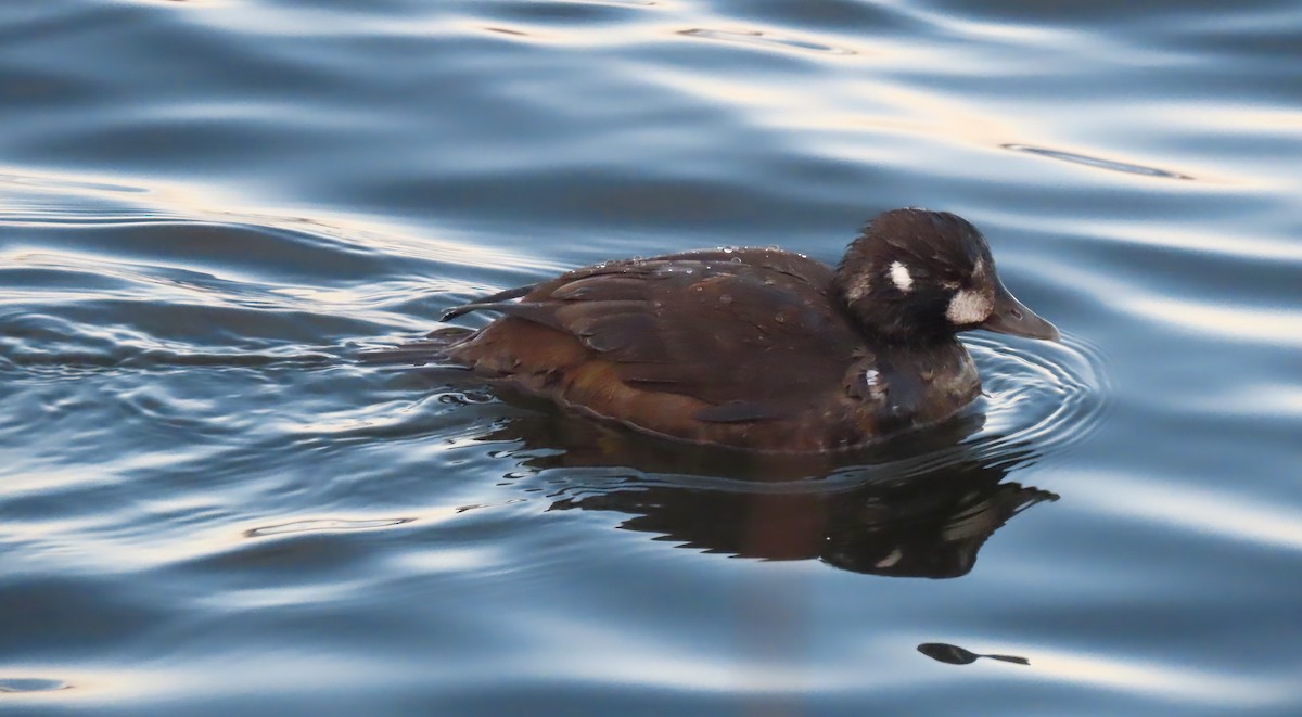 Palyaço Ördeği - ML646017115