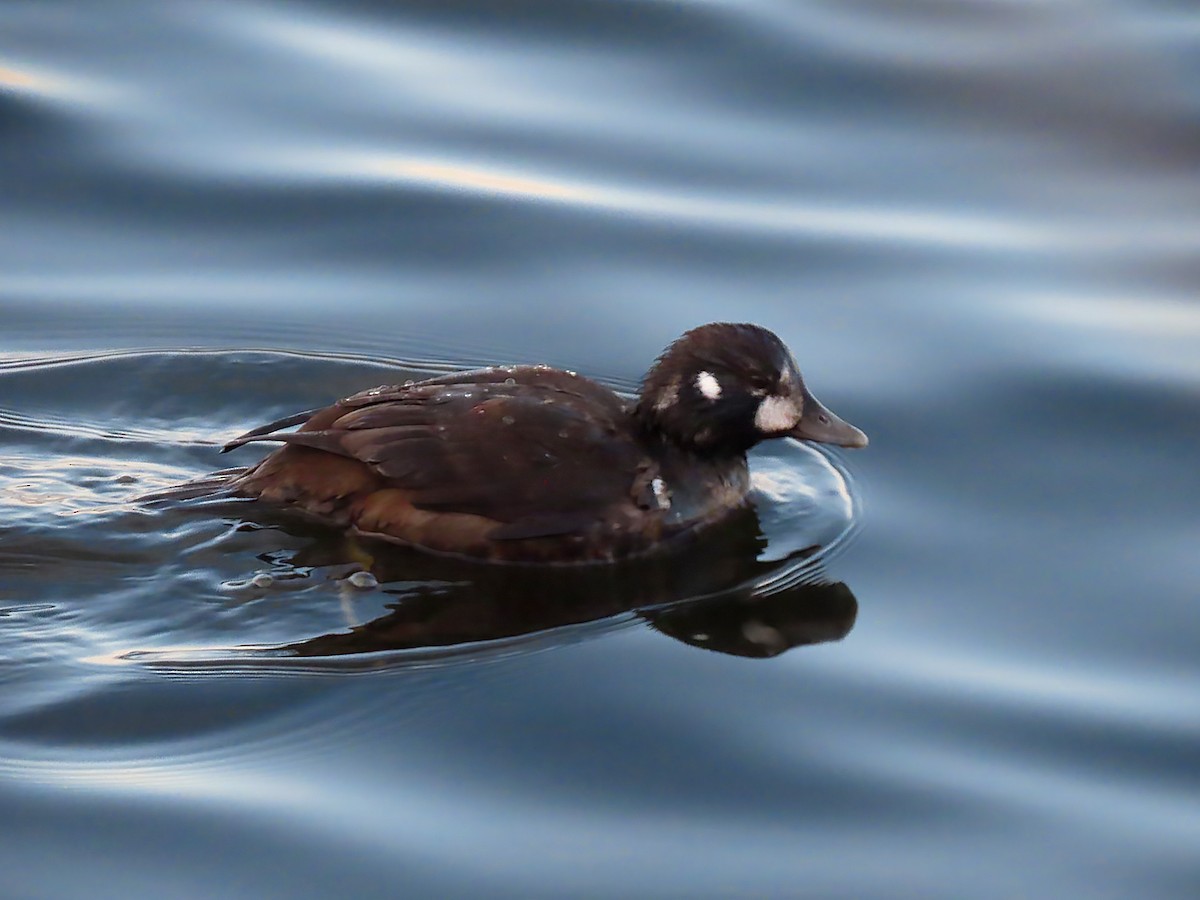 Palyaço Ördeği - ML646017116