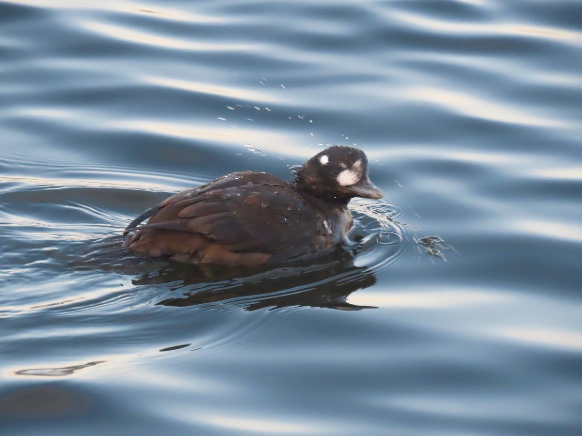 Palyaço Ördeği - ML646017117