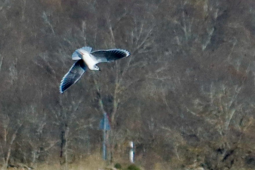 Little Gull - ML646017119