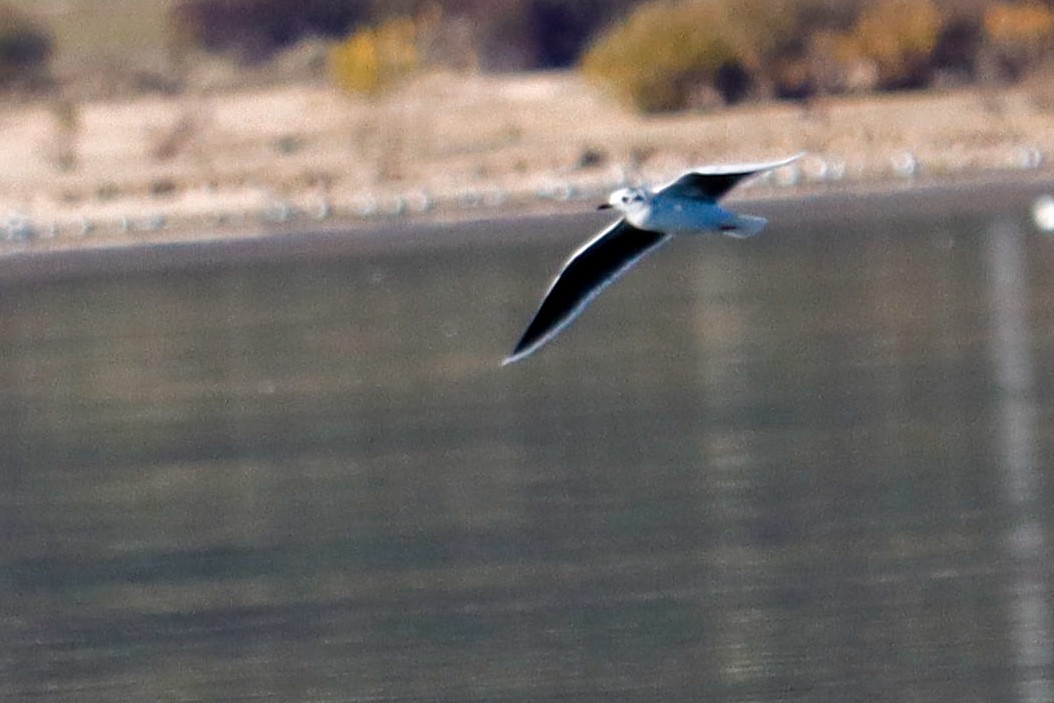 Little Gull - ML646017125
