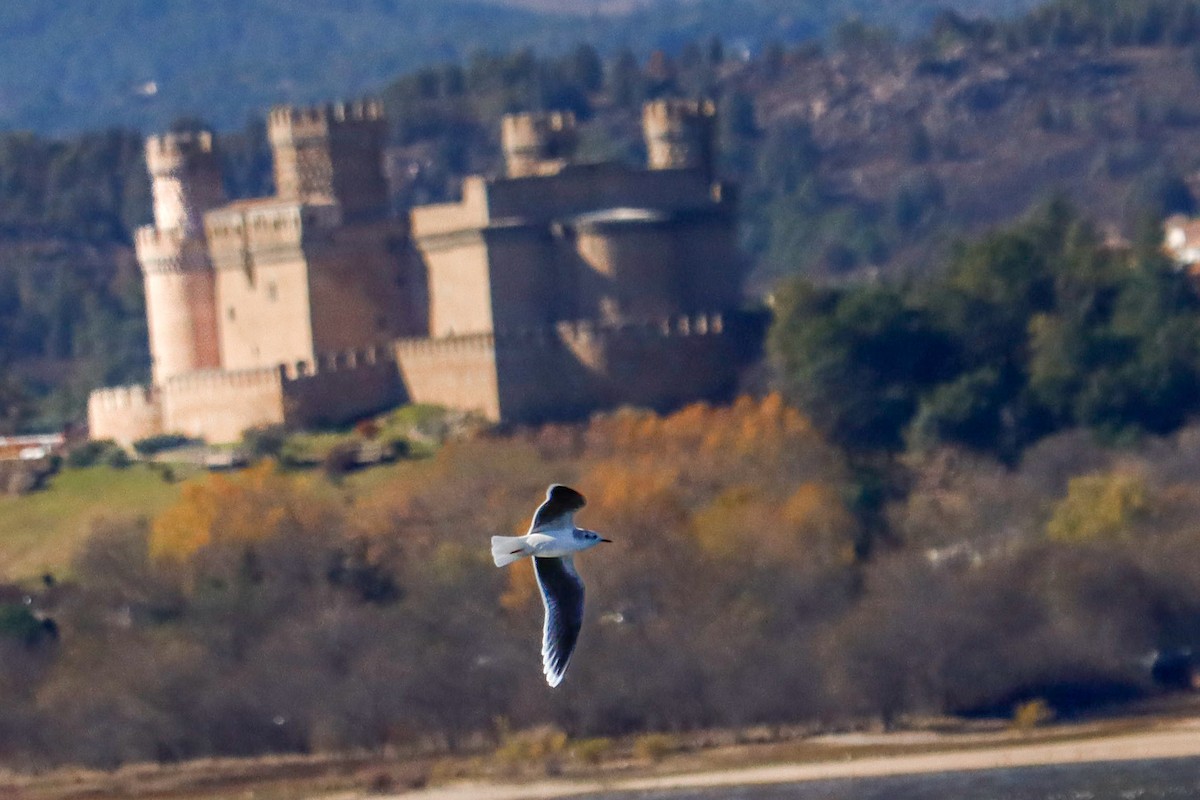 Little Gull - ML646017126