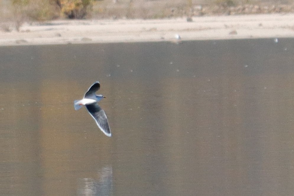 Little Gull - ML646017127
