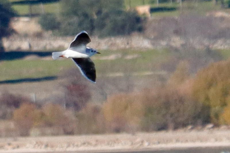 Little Gull - ML646017128