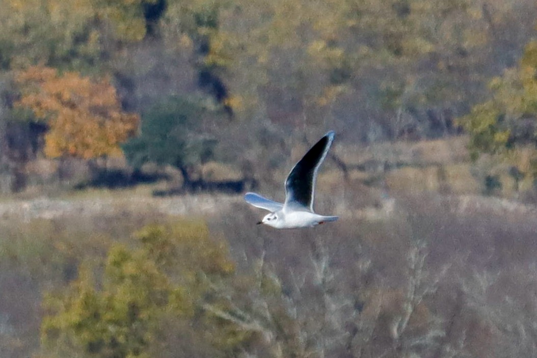 Little Gull - ML646017129