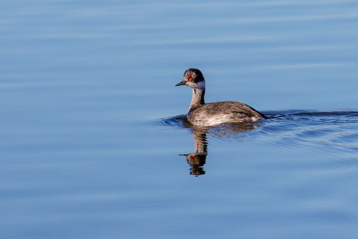 Grèbe à cou noir - ML646017133