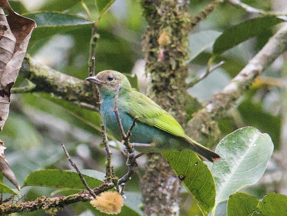 Bay-headed Tanager - ML646017135