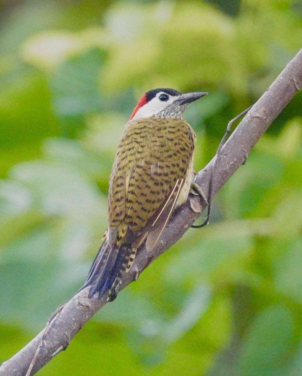 Spot-breasted Woodpecker - ML646017139