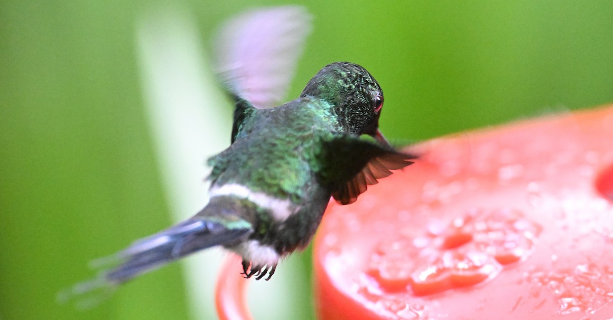 Green Thorntail - ML646017144