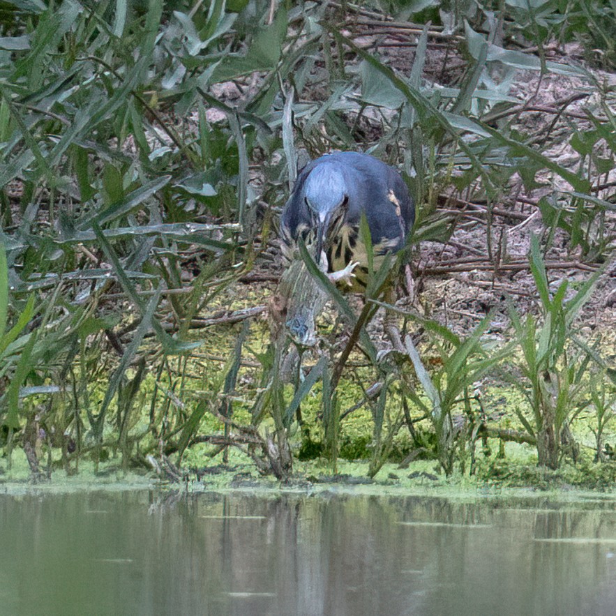 Kurşuni Küçük Balaban - ML646017145
