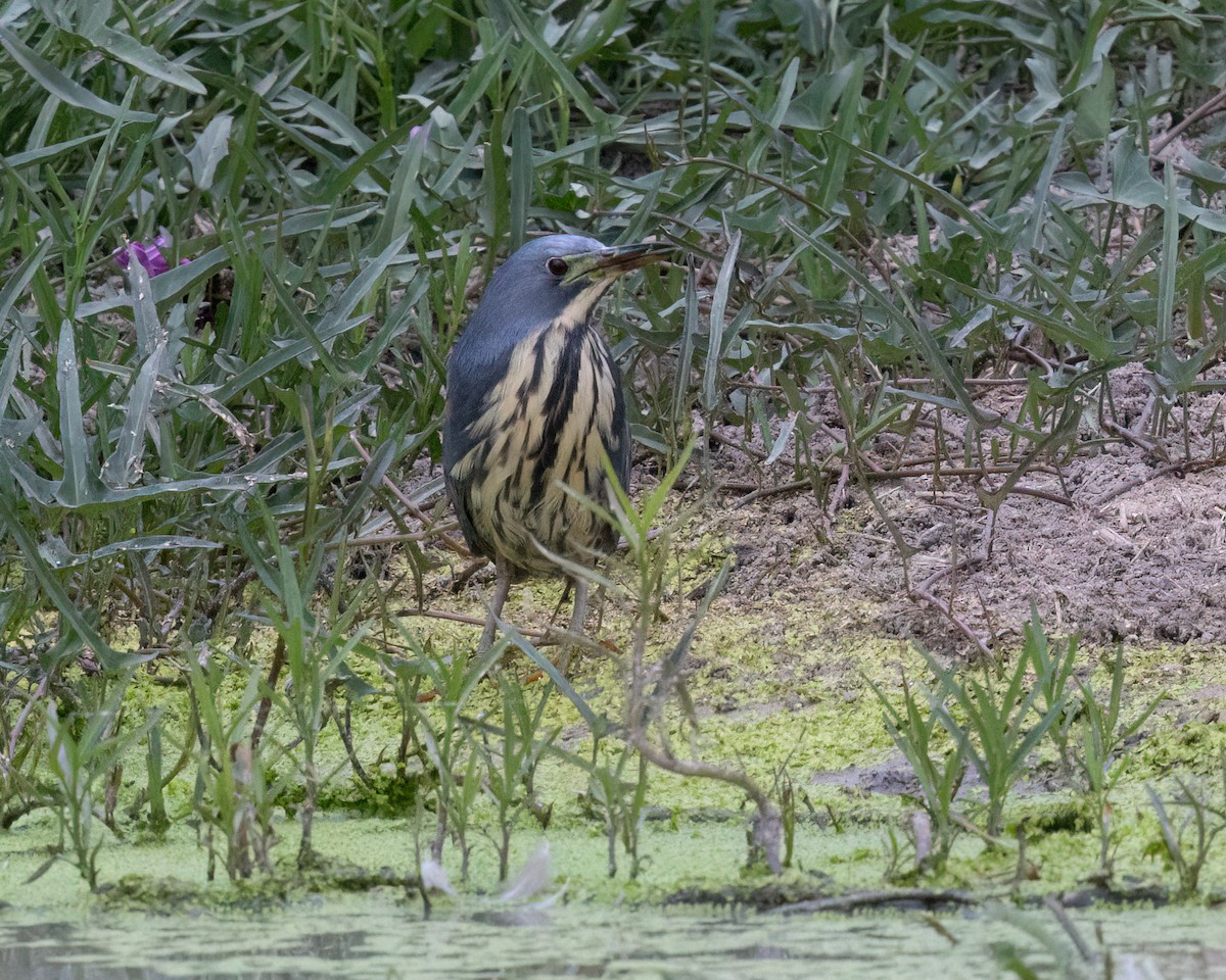 Kurşuni Küçük Balaban - ML646017147