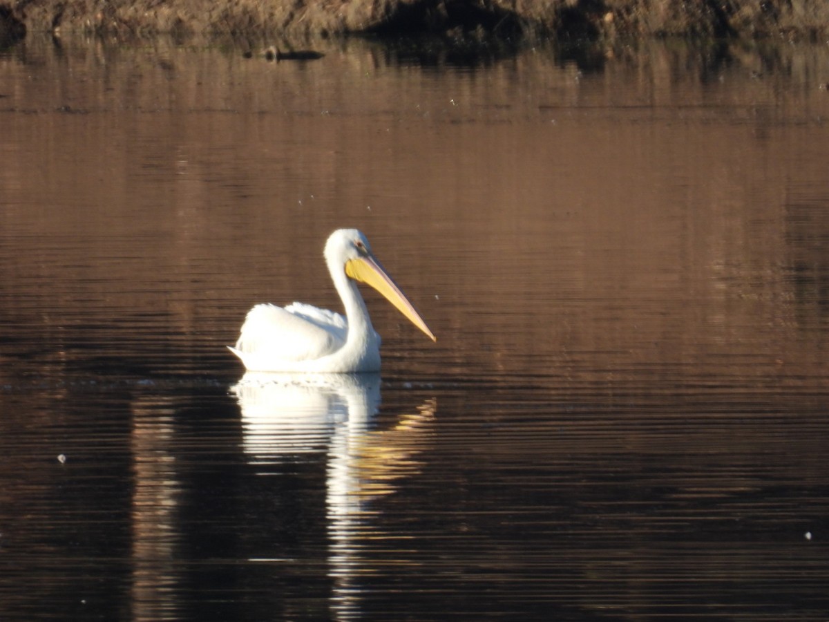 Pelícano Norteamericano - ML646017148