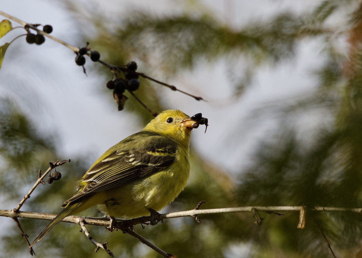 Western Tanager - ML646017150