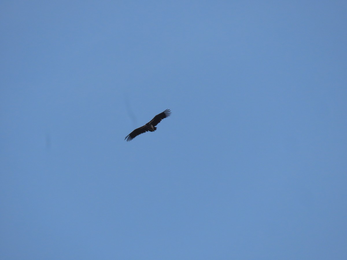 Lappet-faced Vulture - ML646017151