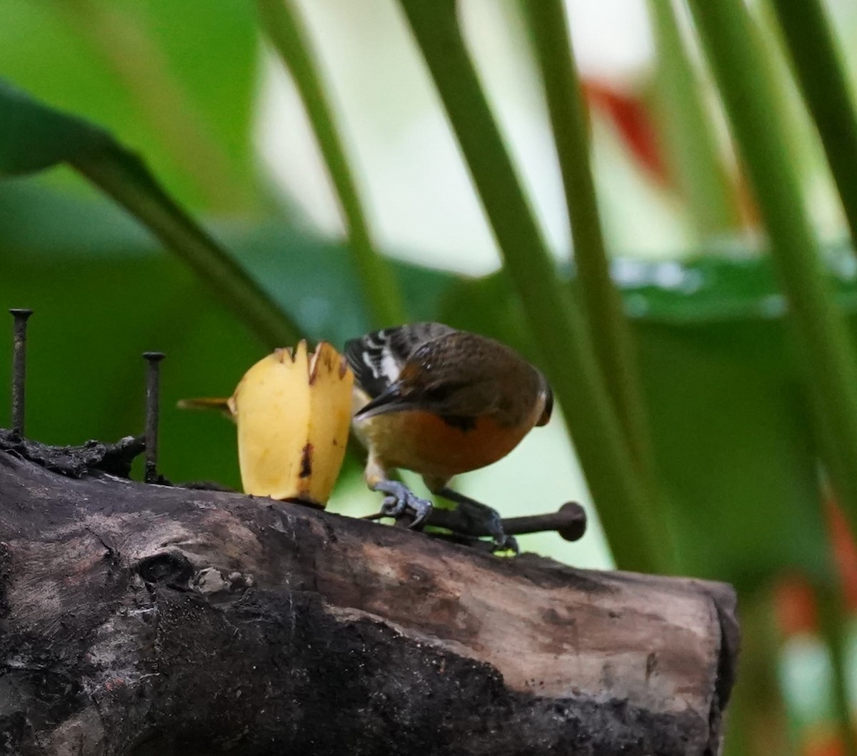 Bullock's x Baltimore Oriole (hybrid) - ML646017152