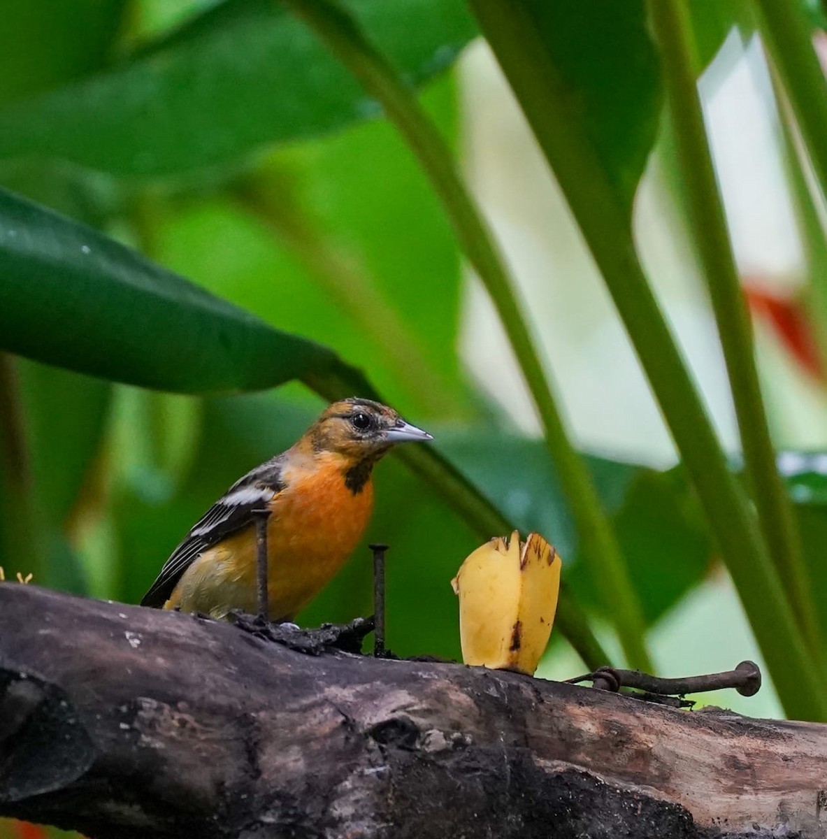Bullock's x Baltimore Oriole (hybrid) - ML646017153