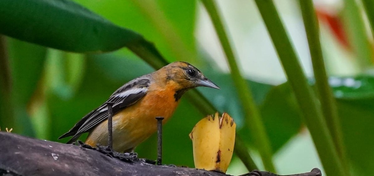 Bullock's x Baltimore Oriole (hybrid) - ML646017154