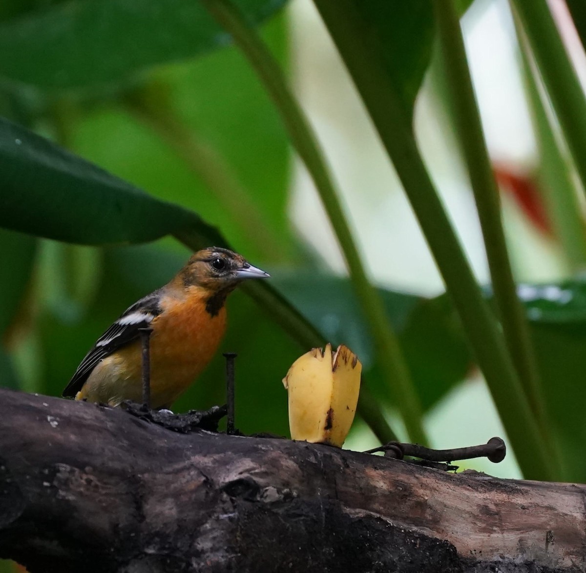 Bullock's x Baltimore Oriole (hybrid) - ML646017155