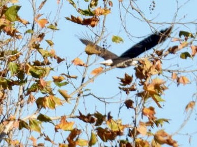 Bald Eagle - ML646017157