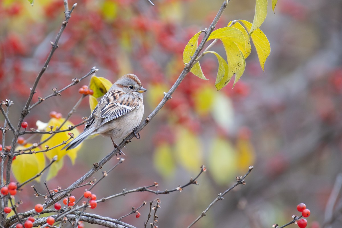 ムナフヒメドリ - ML646017161