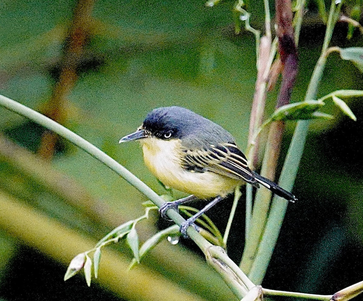Common Tody-Flycatcher - ML646017164
