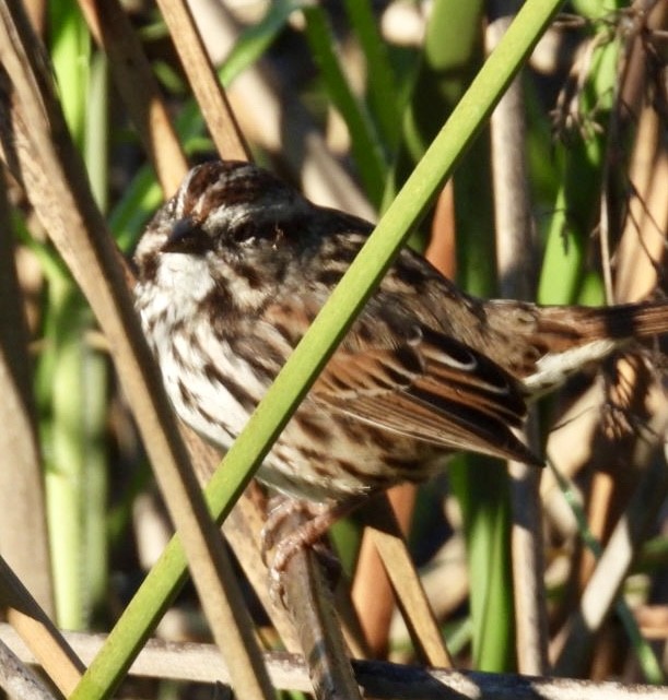 Song Sparrow - ML646017167