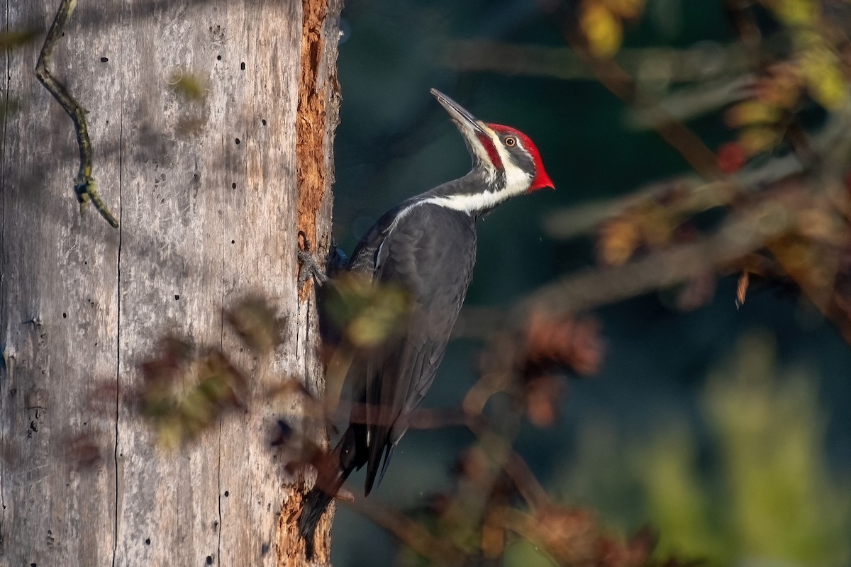 Жовна північна - ML646017169