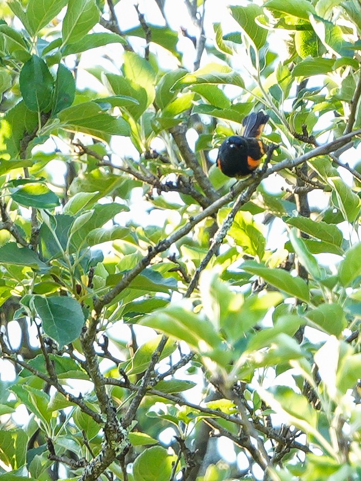 American Redstart - ML646017176