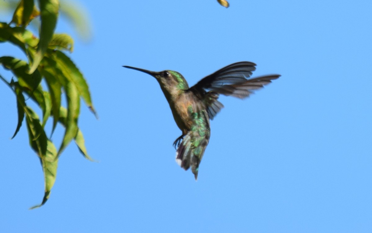 Рубиновогорлый колибри - ML646017177