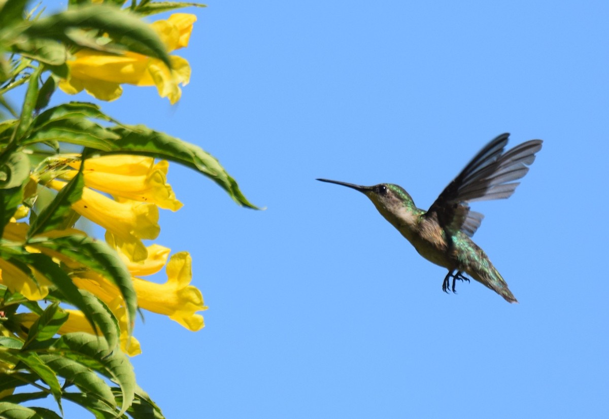 Рубиновогорлый колибри - ML646017178