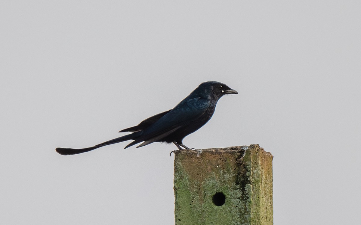 Black Drongo - ML646017182