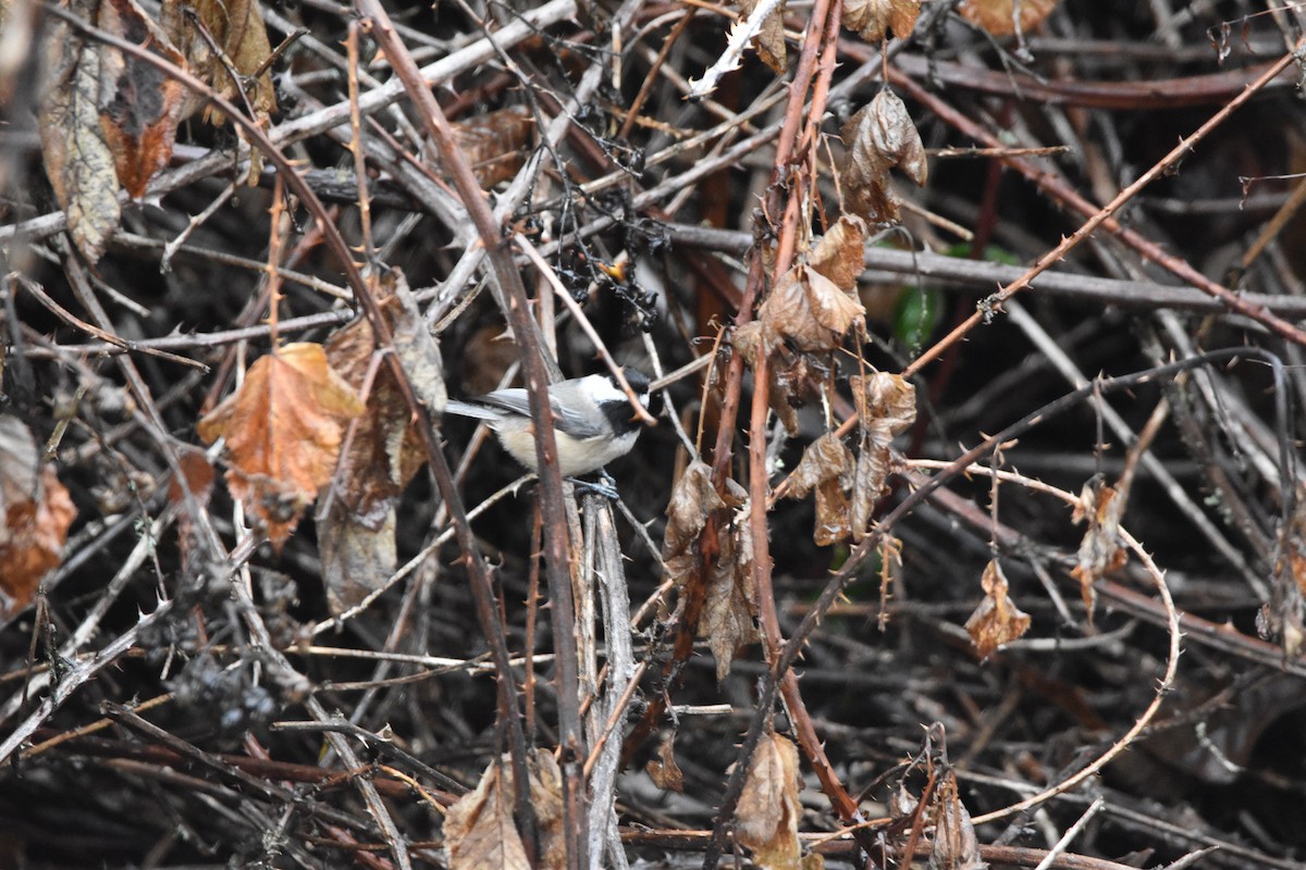 Black-capped Chickadee - ML646017185