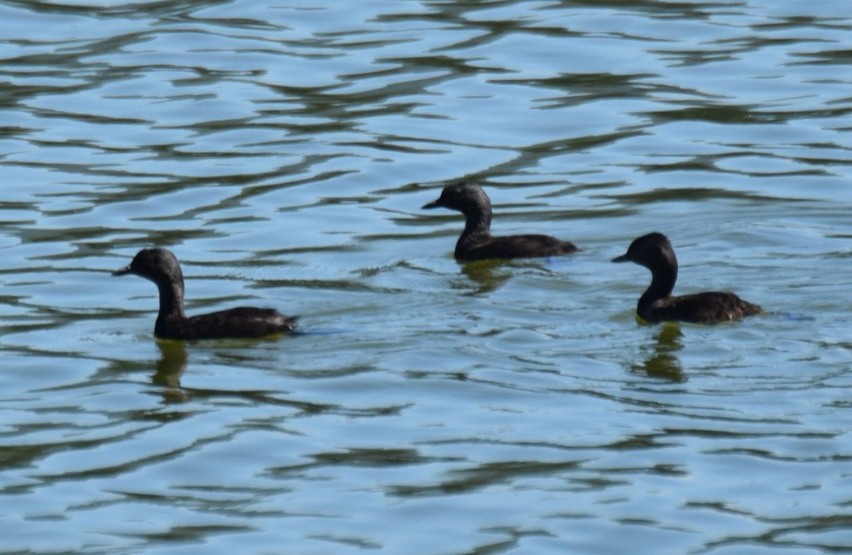 Amerika Küçük Batağanı - ML646017187