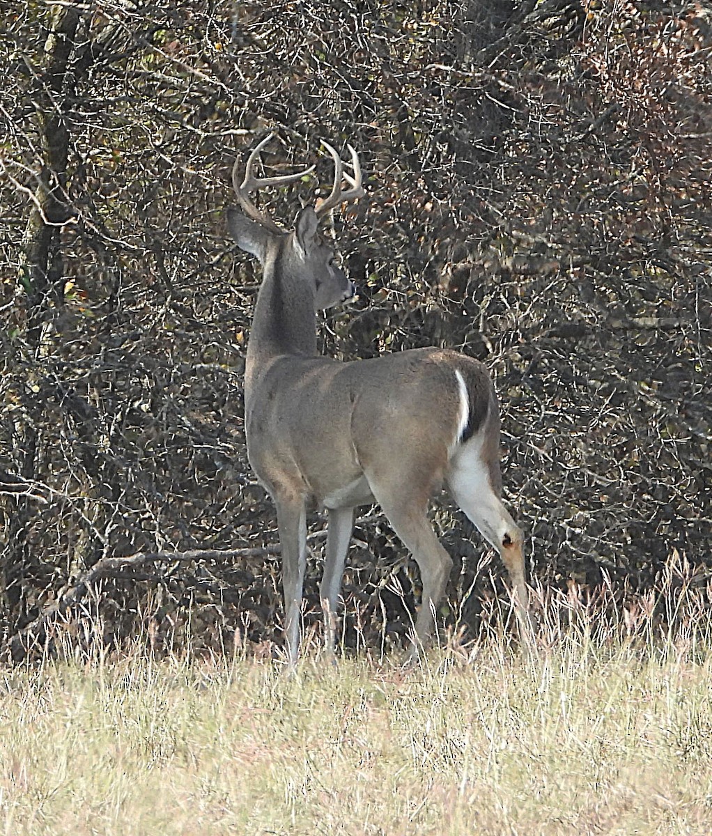 White-tailed Deer - ML646017197