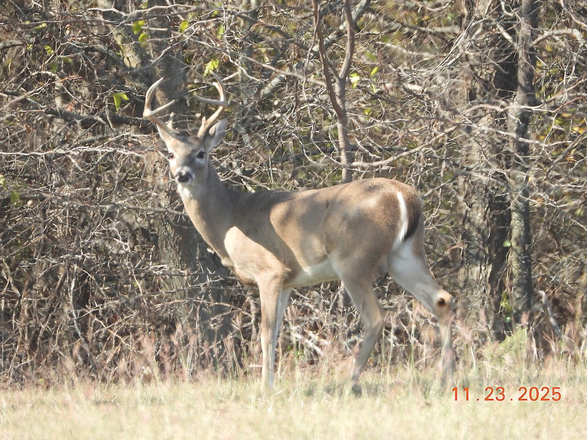 White-tailed Deer - ML646017198