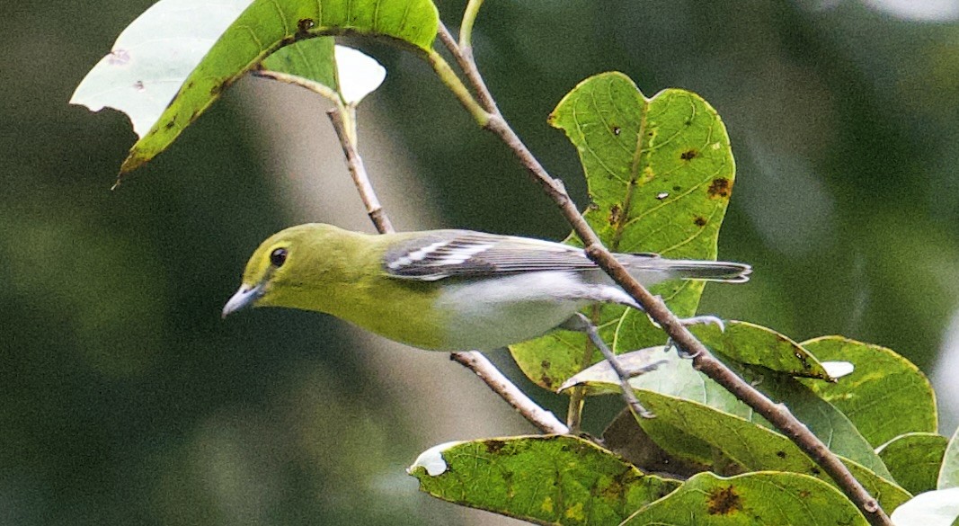 Yellow-throated Vireo - ML646017200