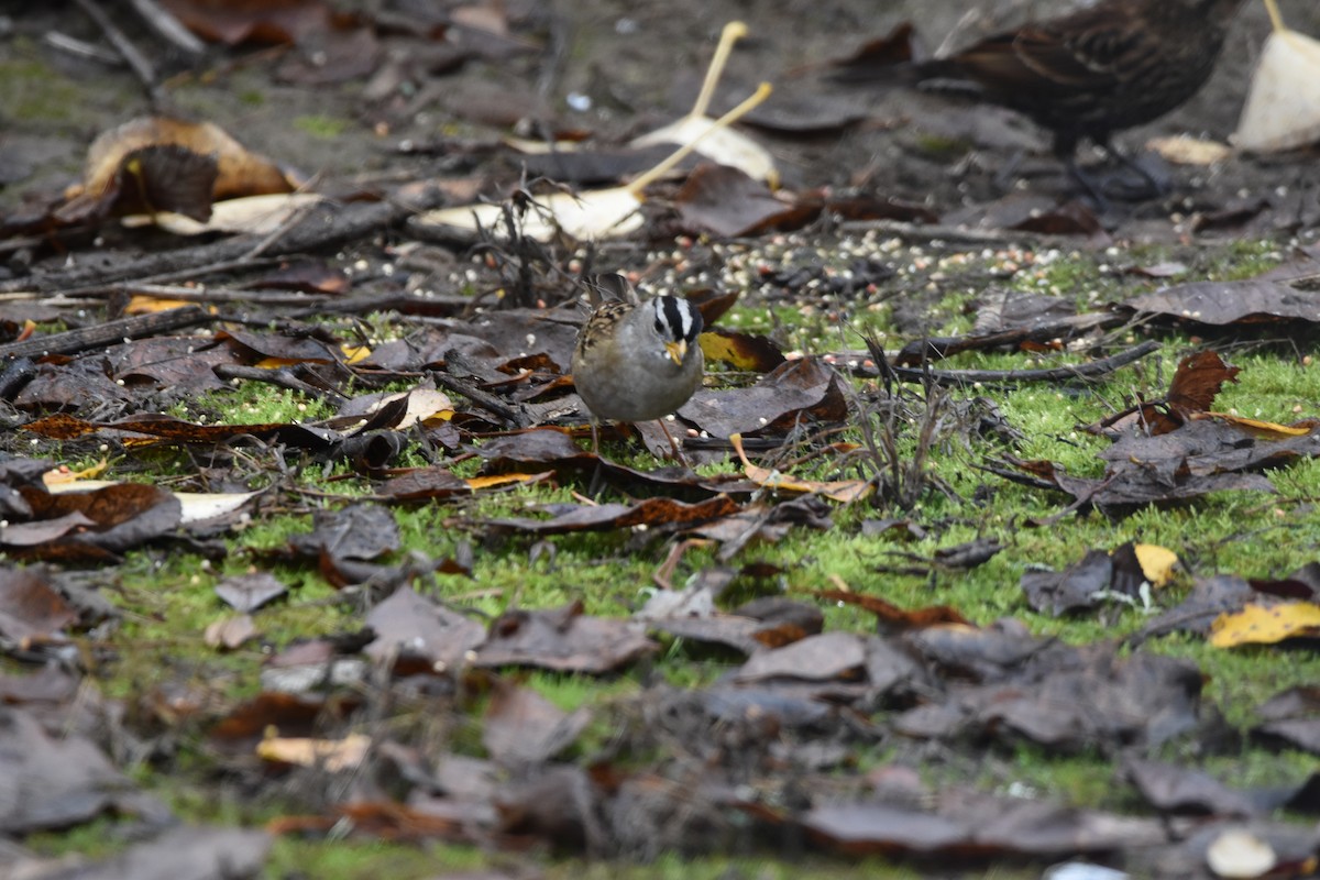 White-crowned Sparrow - ML646017202