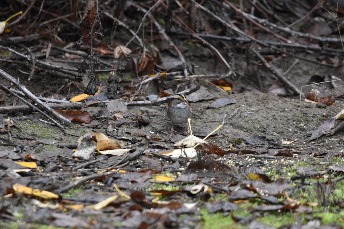 White-throated Sparrow - ML646017214