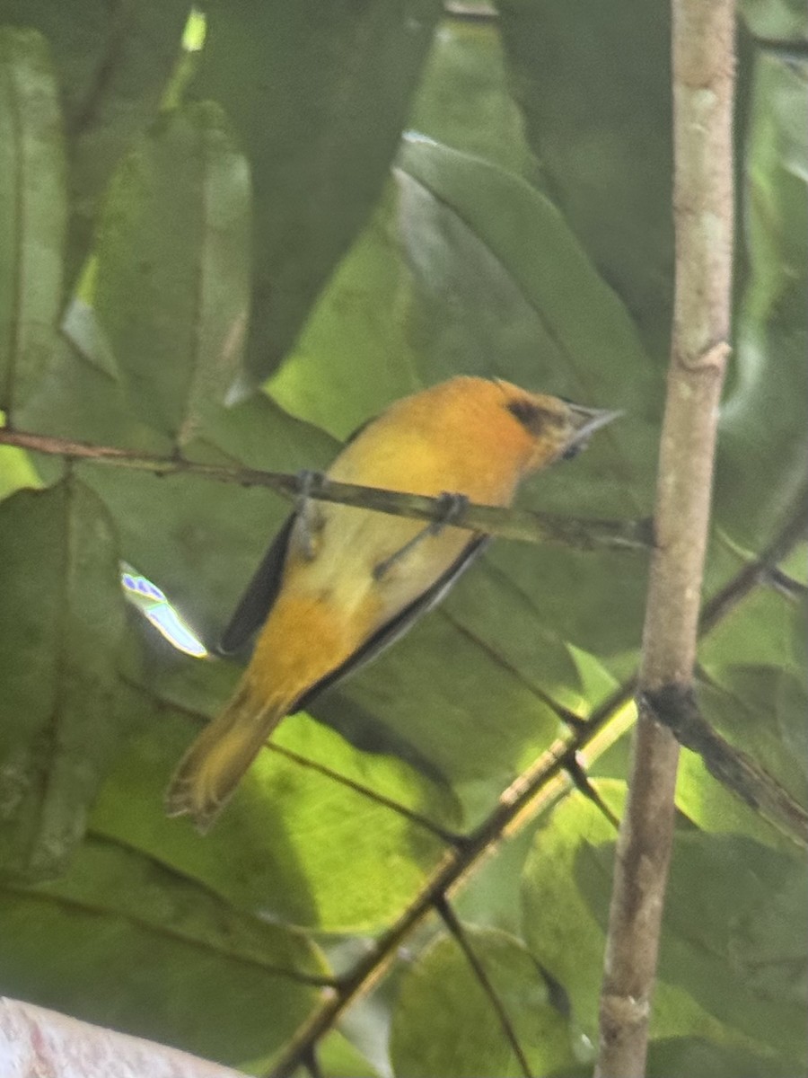Bullock's/Baltimore Oriole - ML646017218
