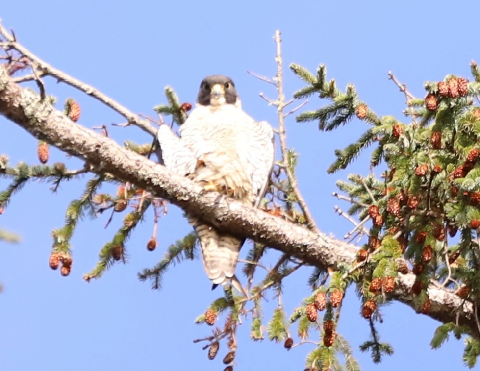 sokol stěhovavý - ML646017219