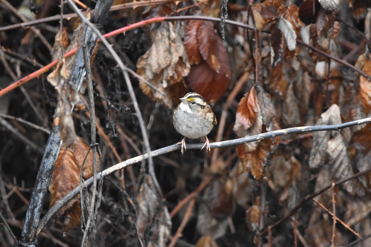 White-throated Sparrow - ML646017220